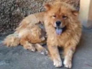 Cachorro raça Chow chow idade 1 ano nome Sem nome