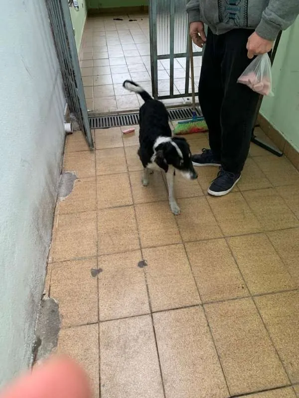 Cachorro ra a SRD idade 2 a 6 meses nome Pingo