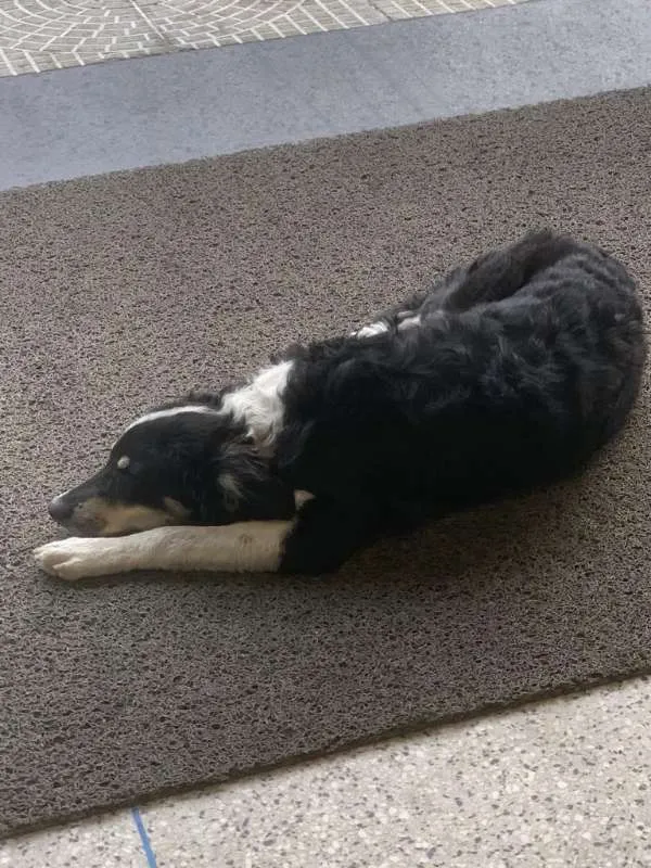 Cachorro ra a SRD idade 2 a 6 meses nome Pingo