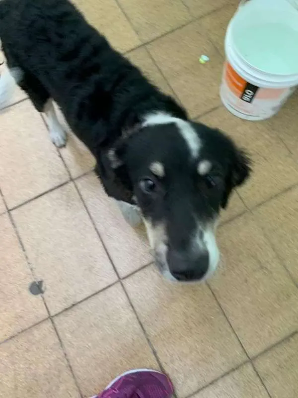 Cachorro ra a SRD idade 2 a 6 meses nome Pingo