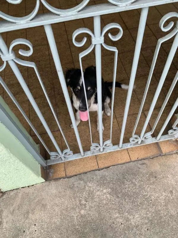 Cachorro ra a SRD idade 2 a 6 meses nome Pingo