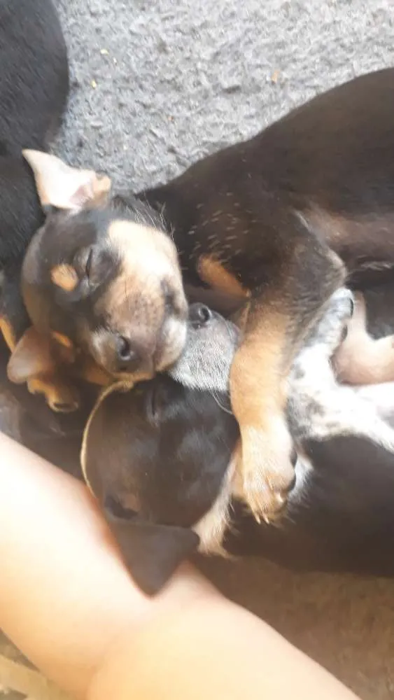 Cachorro ra a Srd idade Abaixo de 2 meses nome Filhotes 