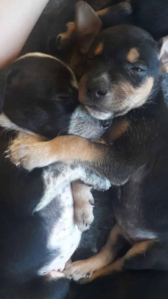 Cachorro ra a Srd idade Abaixo de 2 meses nome Filhotes 