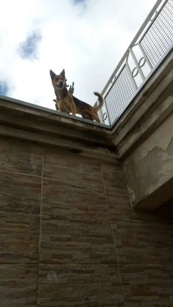 Cachorro raça Mestiço pastor alemão idade 7 a 11 meses nome Lobinho