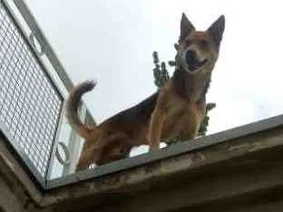 Cachorro raça Mestiço pastor alemão idade 7 a 11 meses nome Lobinho