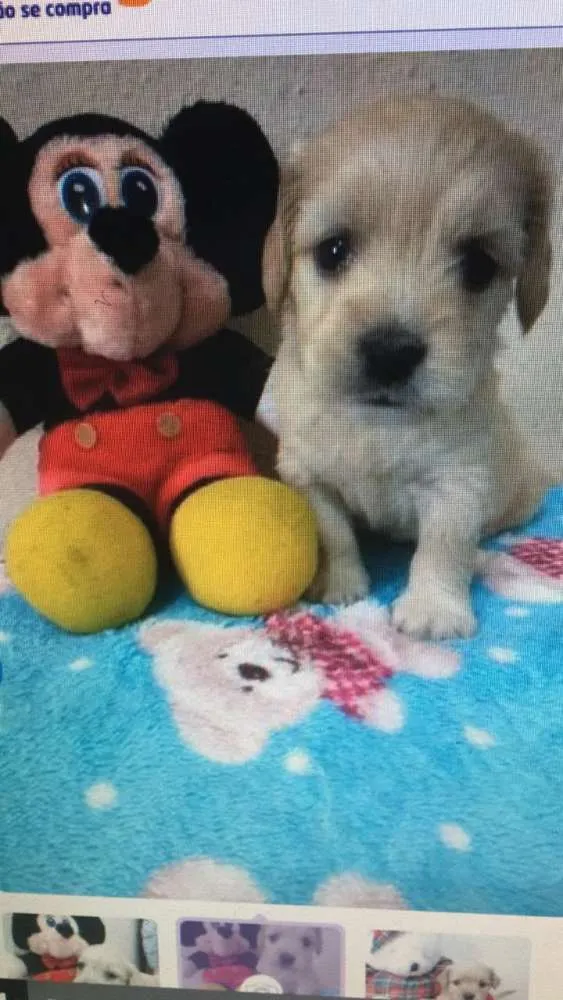 Cachorro ra a Srd idade Abaixo de 2 meses nome Filhotes