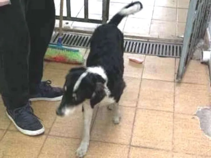 Cachorro ra a SRD idade 2 a 6 meses nome Pingo