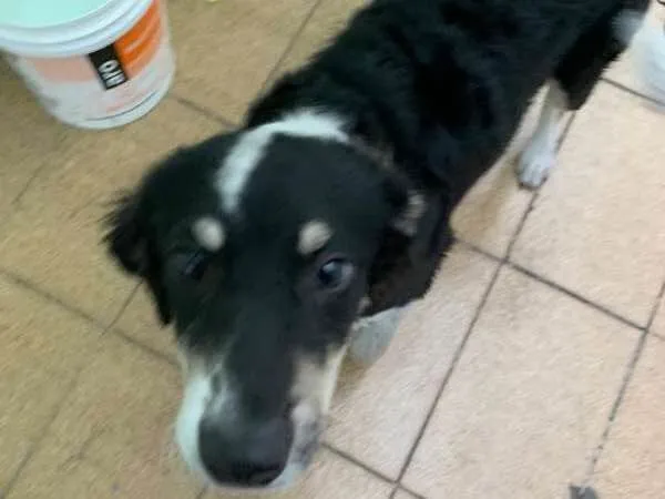 Cachorro ra a SRD idade 2 a 6 meses nome Pingo