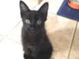 Pretinha