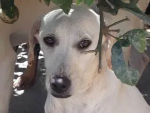 Cachorro raça Sem raça definida idade 7 a 11 meses nome Juju,Tuka,Duke,Lua