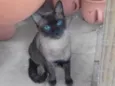 Nega