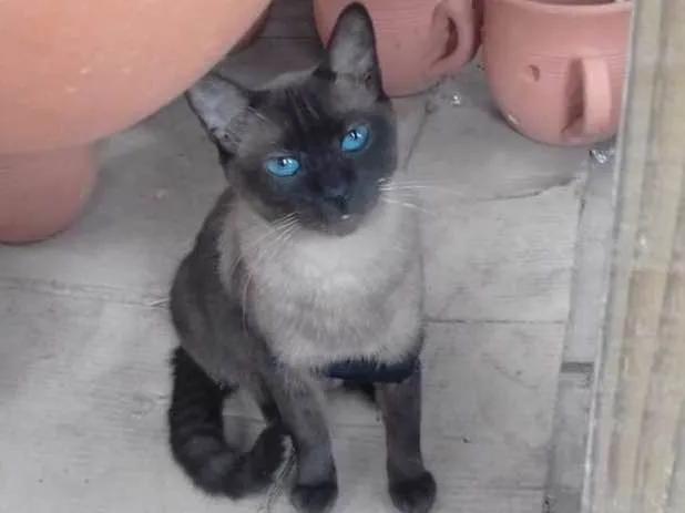 Gato ra a Ciamez idade 2 anos nome Nega