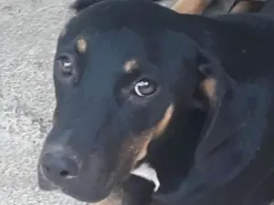 Cachorro raça Sem raça definida idade 7 a 11 meses nome Cachorrinhos doação