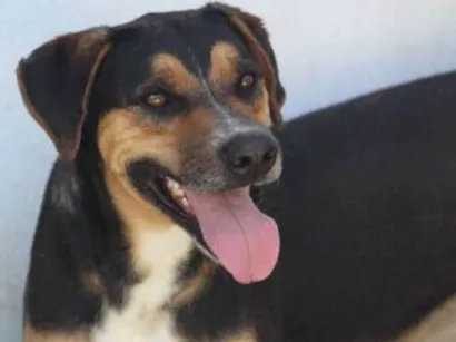 Cachorro raça  idade 3 anos nome Rua