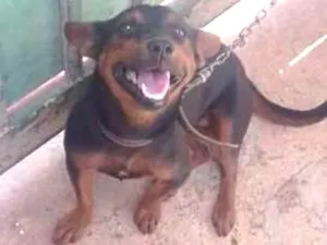Cachorro raça Dachshund misturado vira lata  idade  nome poliana 