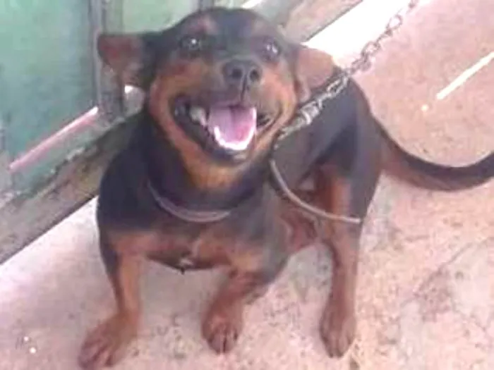 Cachorro ra a Dachshund misturado vira lata  idade  nome poliana 