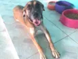 Belinha