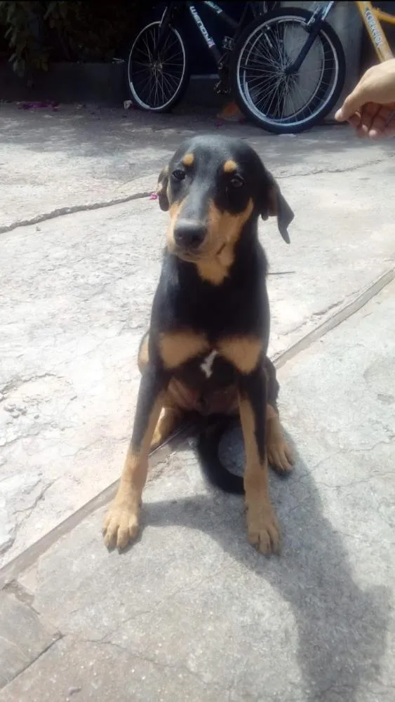 Cachorro ra a Srd idade 2 a 6 meses nome Romeu