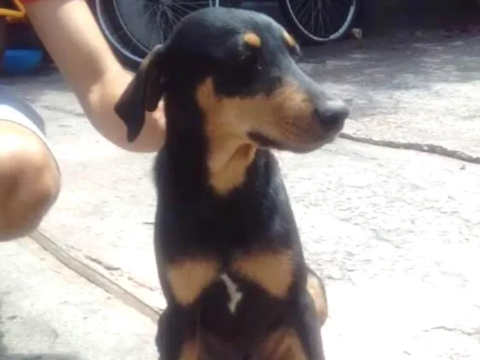 Cachorro ra a Srd idade 2 a 6 meses nome Romeu