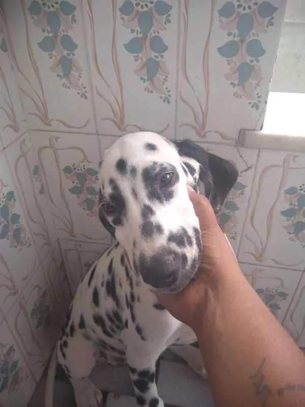 Cachorro ra a Dalmata idade 2 a 6 meses nome Floquinhos