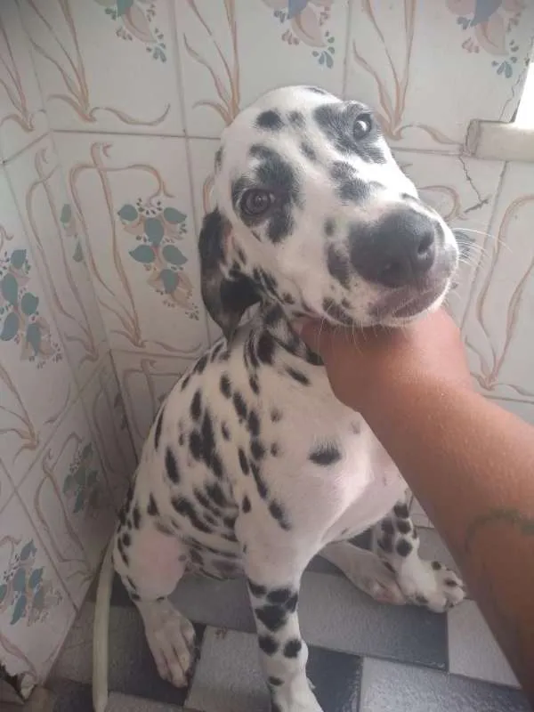 Cachorro ra a Dalmata idade 2 a 6 meses nome Floquinhos