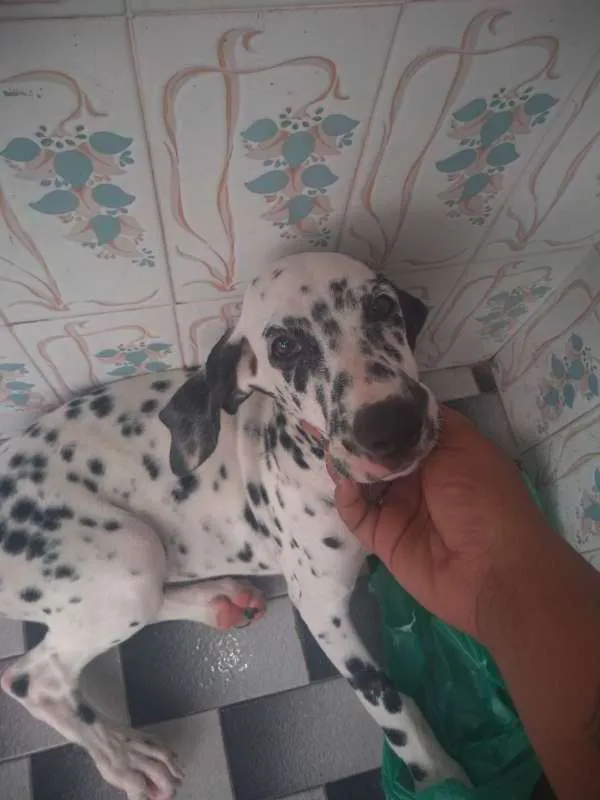 Cachorro ra a Dalmata idade 2 a 6 meses nome Floquinhos