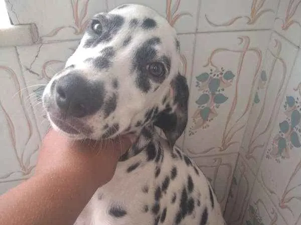 Cachorro ra a Dalmata idade 2 a 6 meses nome Floquinhos