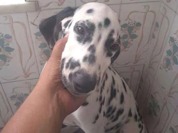 Cachorro ra a Dalmata idade 2 a 6 meses nome Floquinhos