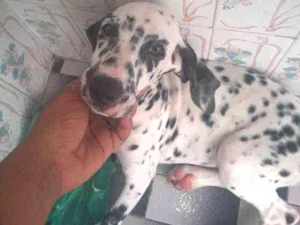 Cachorro raça Dalmata idade 2 a 6 meses nome Floquinhos