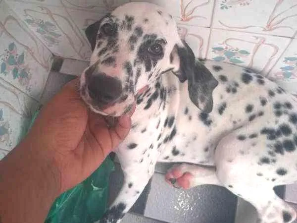 Cachorro ra a Dalmata idade 2 a 6 meses nome Floquinhos