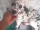 Cachorro raça Dalmata idade 2 a 6 meses nome Floquinhos