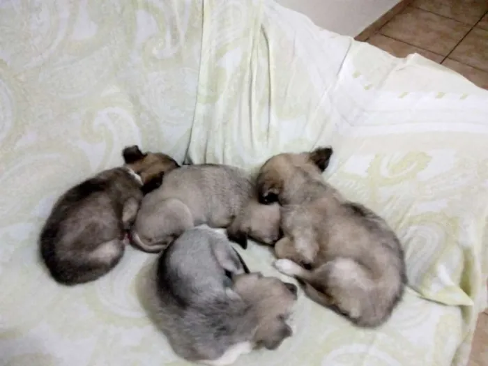 Cachorro ra a Vira lata idade Abaixo de 2 meses nome Não tem nomes