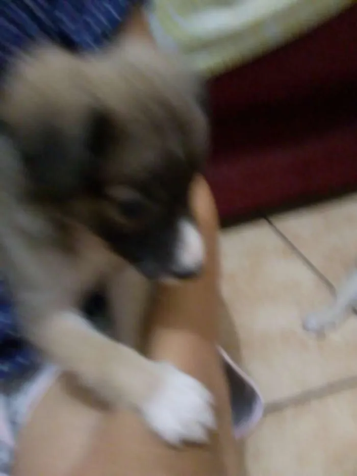 Cachorro ra a Vira lata idade Abaixo de 2 meses nome Não tem nomes