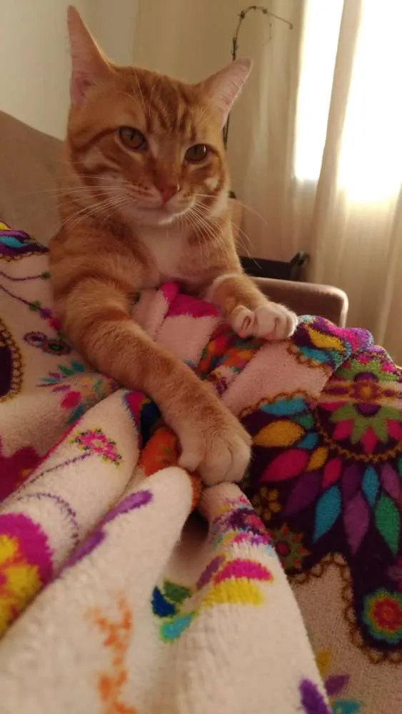 Gato ra a  idade 2 anos nome Gordo e Dado