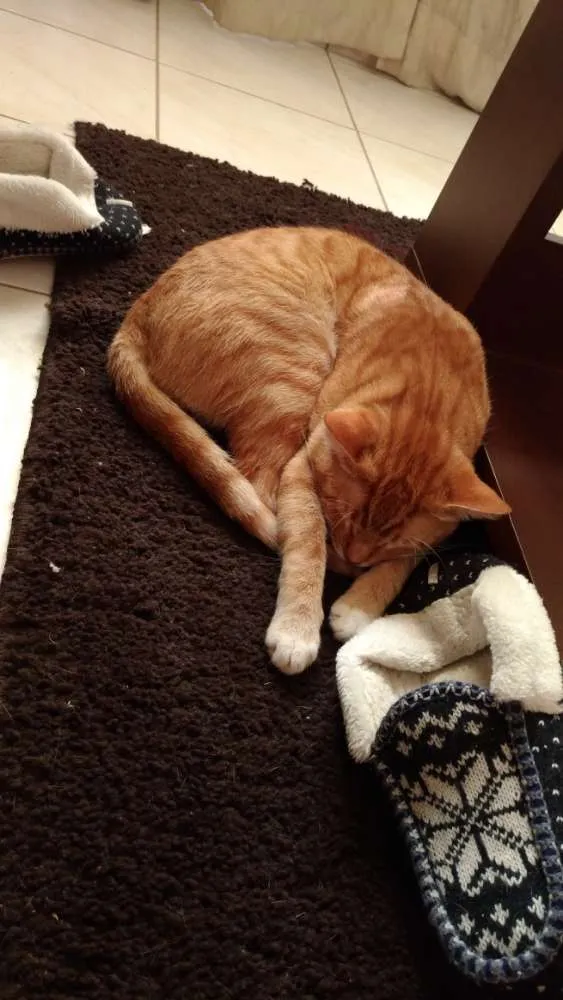 Gato ra a  idade 2 anos nome Gordo e Dado