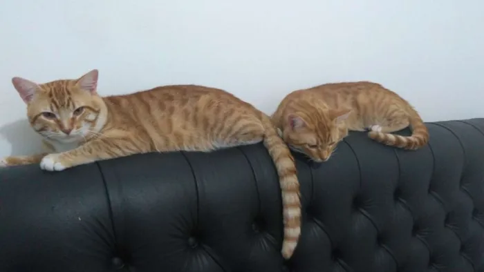 Gato ra a  idade 2 anos nome Gordo e Dado