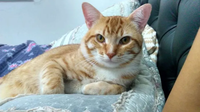 Gato ra a  idade 2 anos nome Gordo e Dado