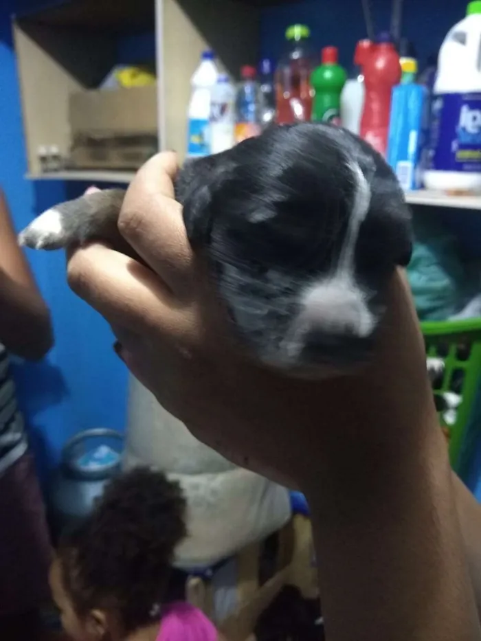 Cachorro ra a Vira lata idade Abaixo de 2 meses nome Filhote