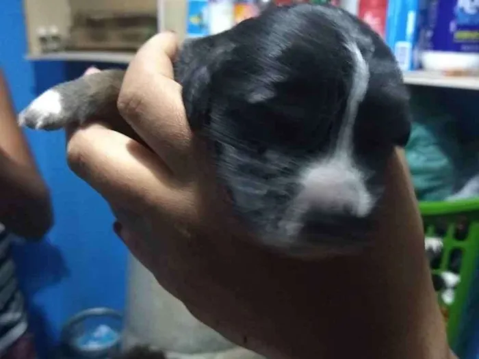 Cachorro ra a Vira lata idade Abaixo de 2 meses nome Filhote