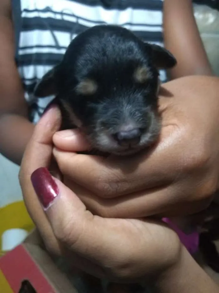 Cachorro ra a Vira lata idade Abaixo de 2 meses nome Filhote