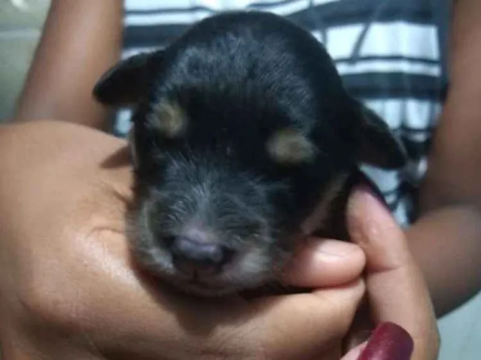 Cachorro ra a Vira lata idade Abaixo de 2 meses nome Filhote