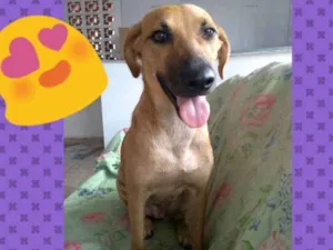 Cachorro raça Srd idade 1 ano nome KIM
