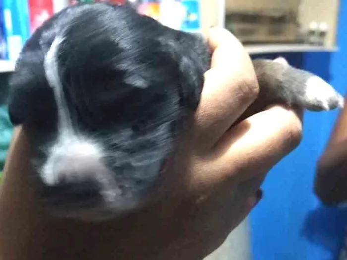 Cachorro ra a Vira lata idade Abaixo de 2 meses nome Filhote