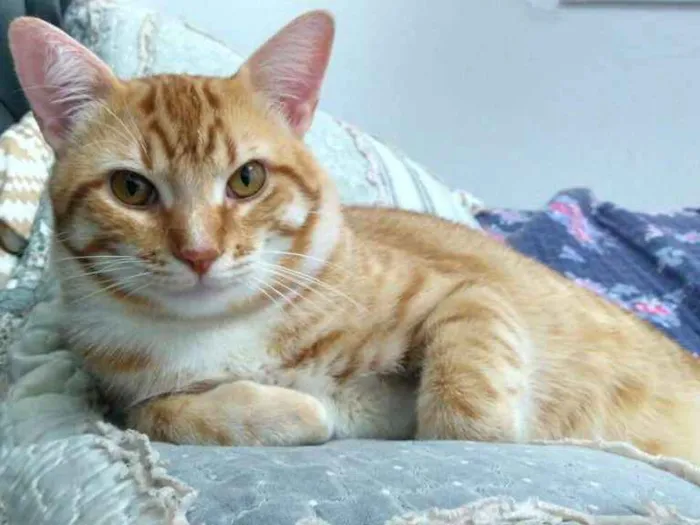 Gato ra a  idade 2 anos nome Gordo e Dado