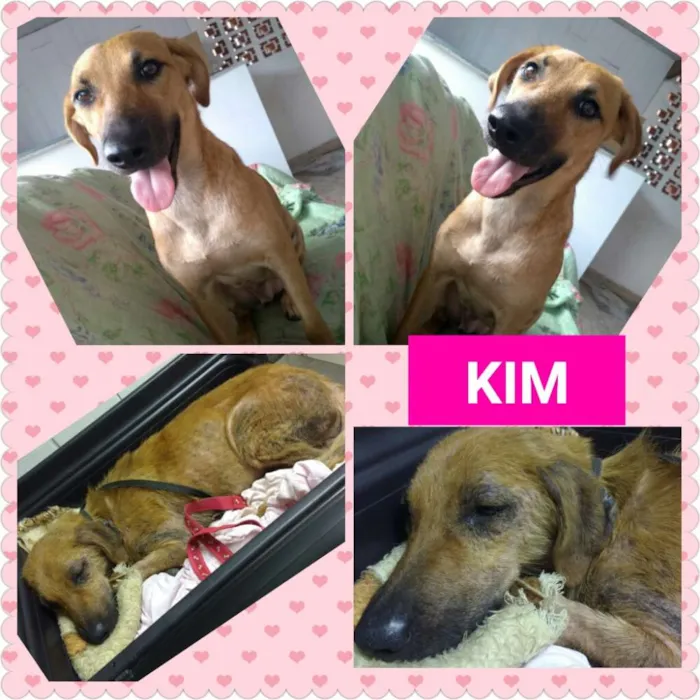 Cachorro raça Srd idade 1 ano nome KIM