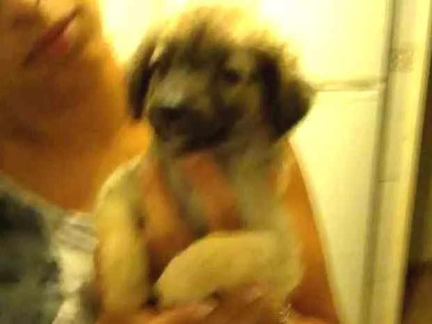 Cachorro ra a Vira lata idade Abaixo de 2 meses nome Não tem nomes