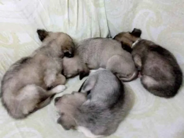 Cachorro ra a Vira lata idade Abaixo de 2 meses nome Não tem nomes