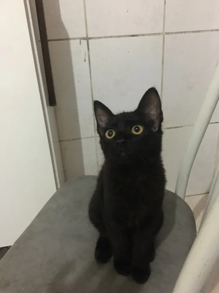Gato ra a Misturado idade 2 a 6 meses nome Nao tem 
