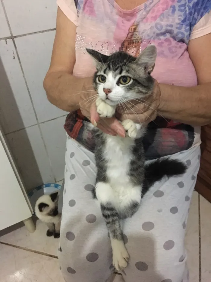 Gato ra a Misturado idade 2 a 6 meses nome Nao tem 