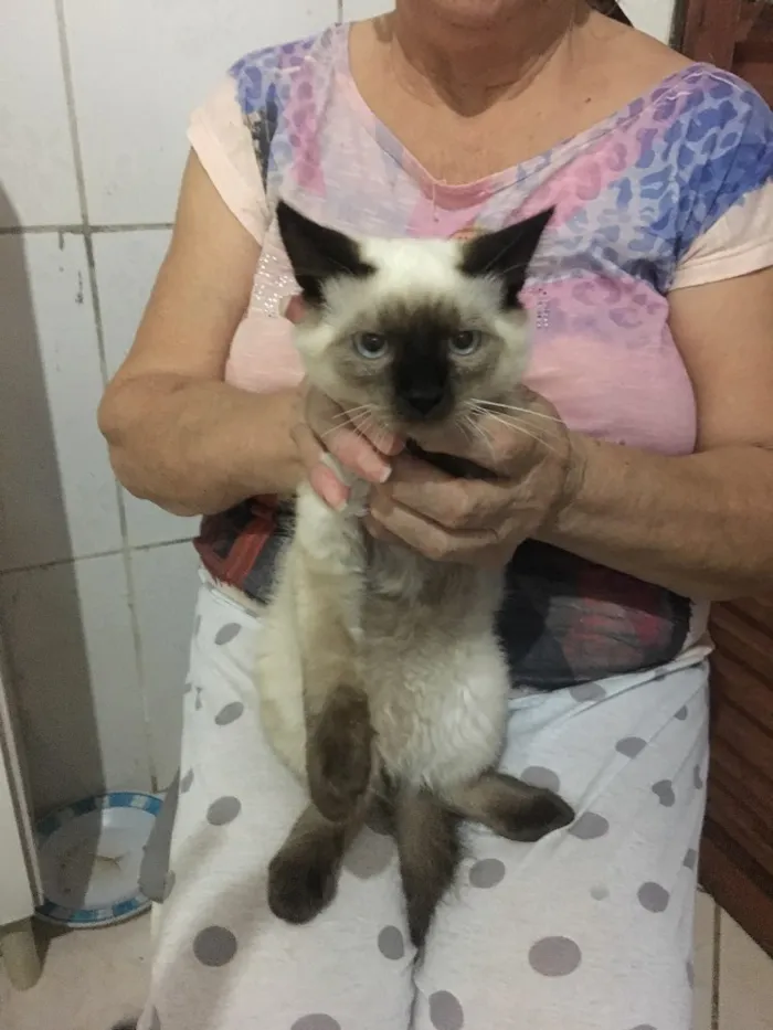 Gato ra a Misturado idade 2 a 6 meses nome Nao tem 